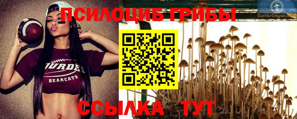 Галлюциногенные грибы Psilocybine cubensis Костомукша